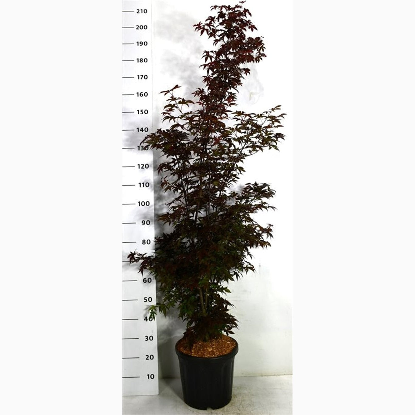 Japansk lönn – Acer pal. 'Twombly's Red Sentinel' - C20 125-150 CM